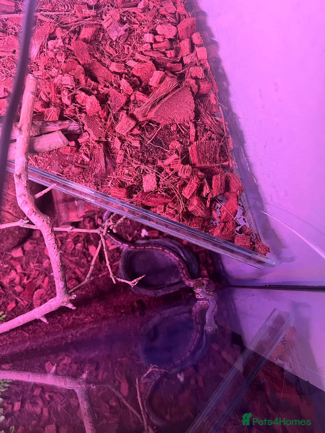 Corn Snake reptiles for sale: 2x corn snakes £150 each with full setup  - Advert 7