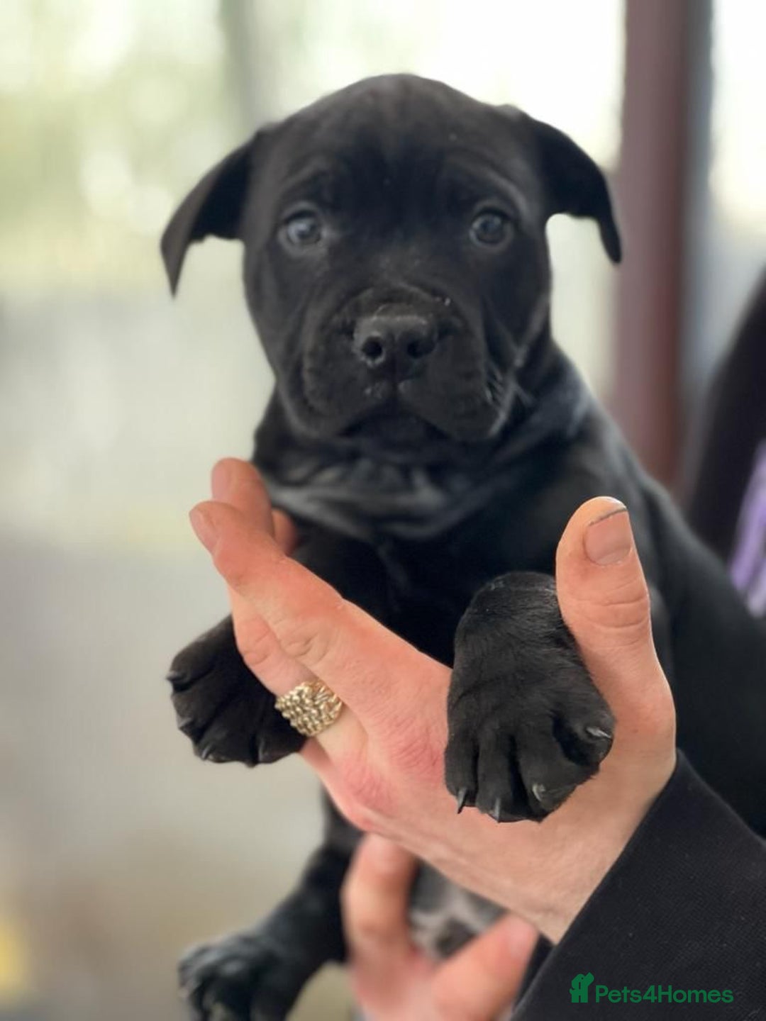 Staffordshire Bull Terrier dogs for sale: Stunning Staffordshire bull terrier puppy - Advert 5