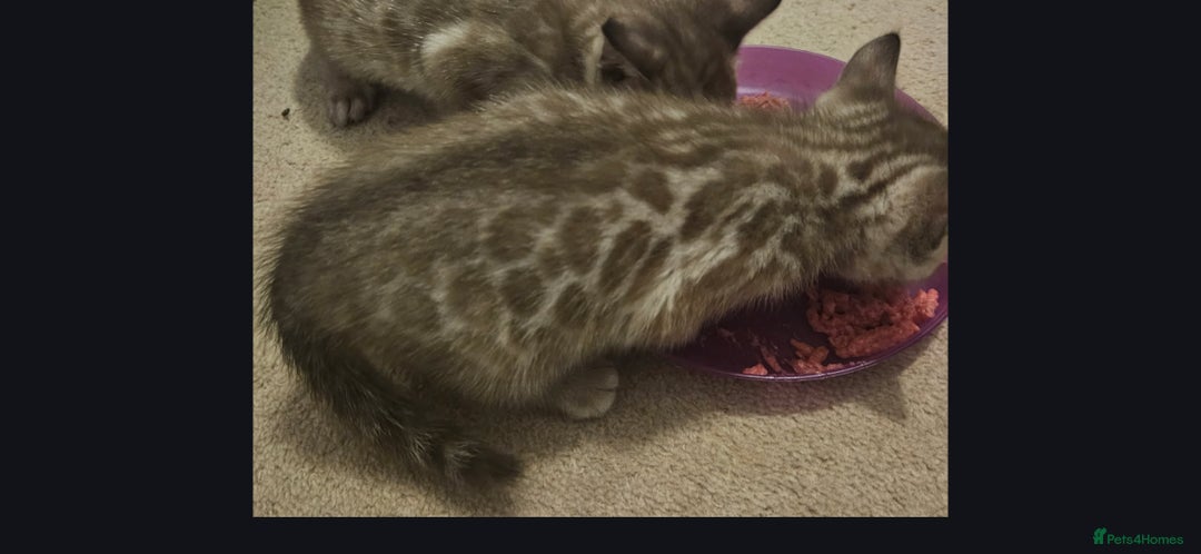 Bengal cats for sale: Bengal kittens - Advert 14