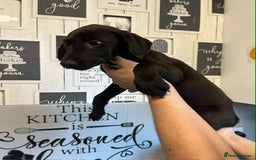Mixed Breed dogs for sale: 4 cute Labrador x Doberman boy puppies available - Image 7