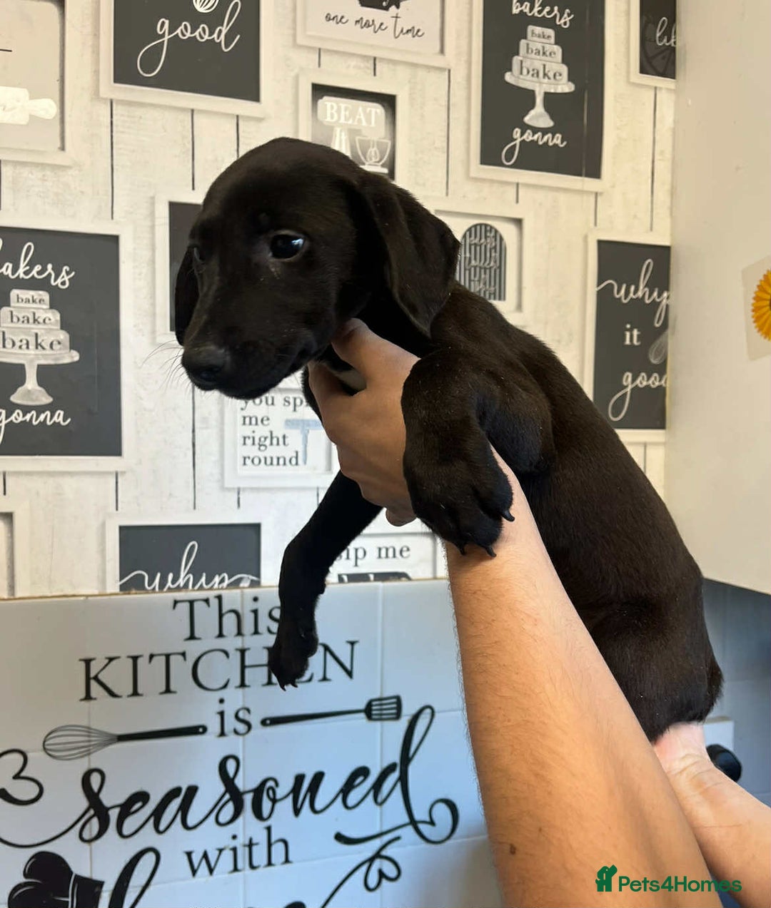 Mixed Breed dogs for sale: 4 cute Labrador x Doberman boy puppies available - Image 7