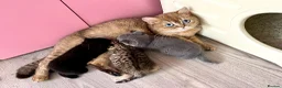 British Shorthair cats for sale: Golden Spotted Tabby British Shorthair Female - Advert 7