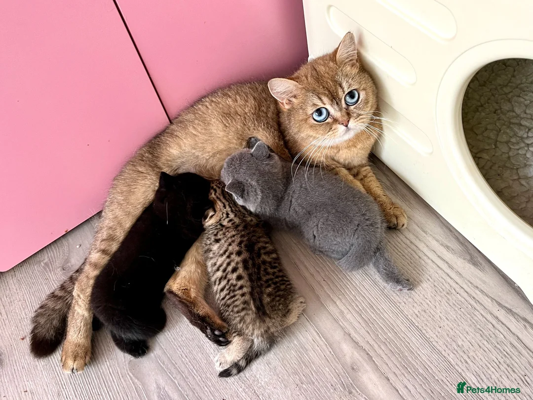 British Shorthair cats for sale: Golden Spotted Tabby British Shorthair Female - Advert 7