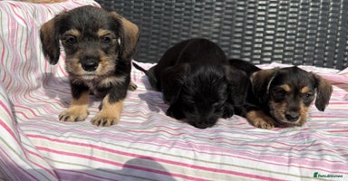 Mixed Breed dogs - Advert 5