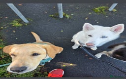 Siberian Husky dogs for sale: Skylar 7 month old white husky.  - Image 6