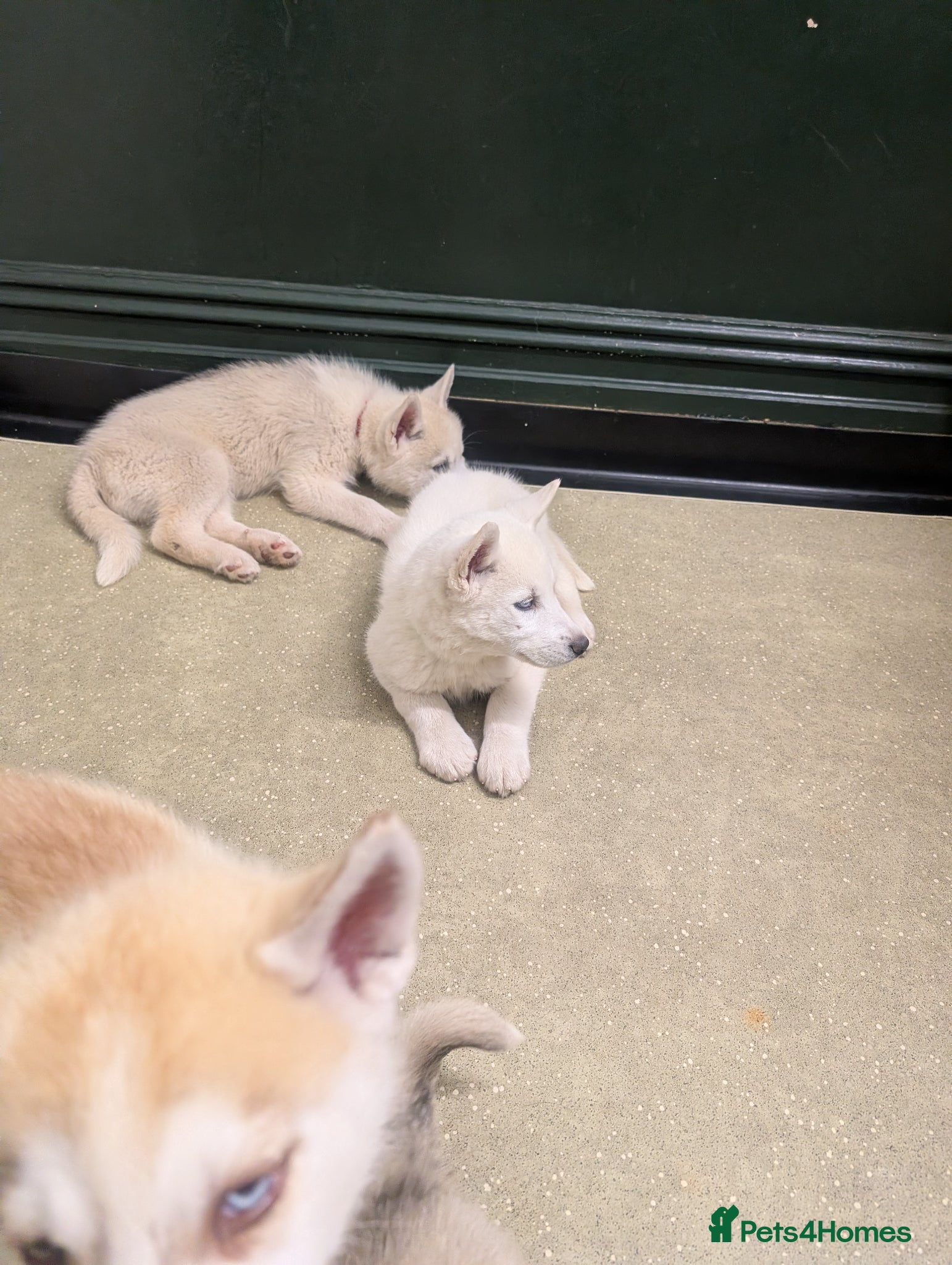 Siberian Husky dogs for sale: Siberian Husky puppies - Advert 9