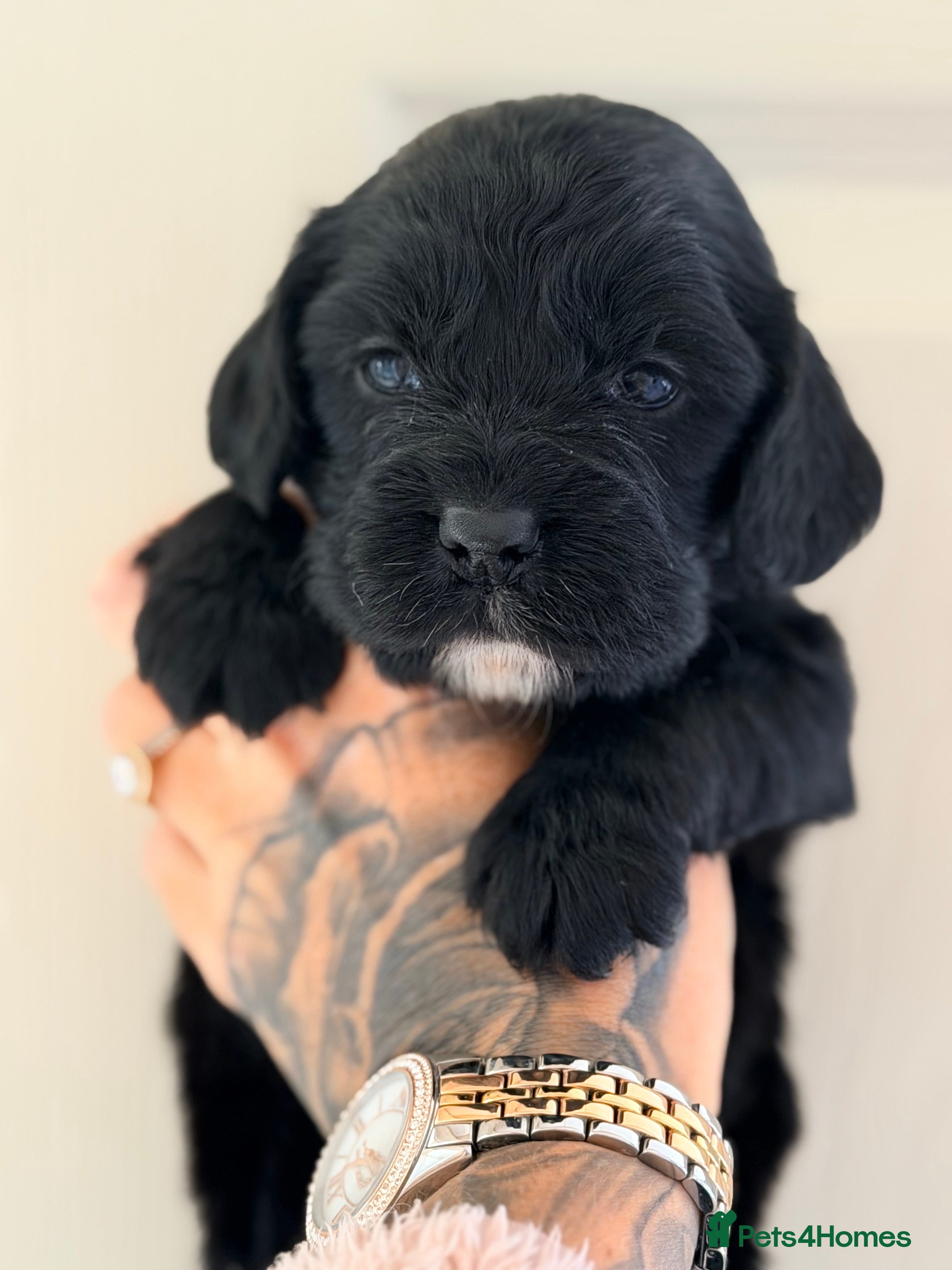 Cocker Spaniel dogs Gorgeous litter of working cocker spaniel puppies - Advert 6