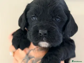 Cocker Spaniel dogs Gorgeous litter of working cocker spaniel puppies - Advert 6