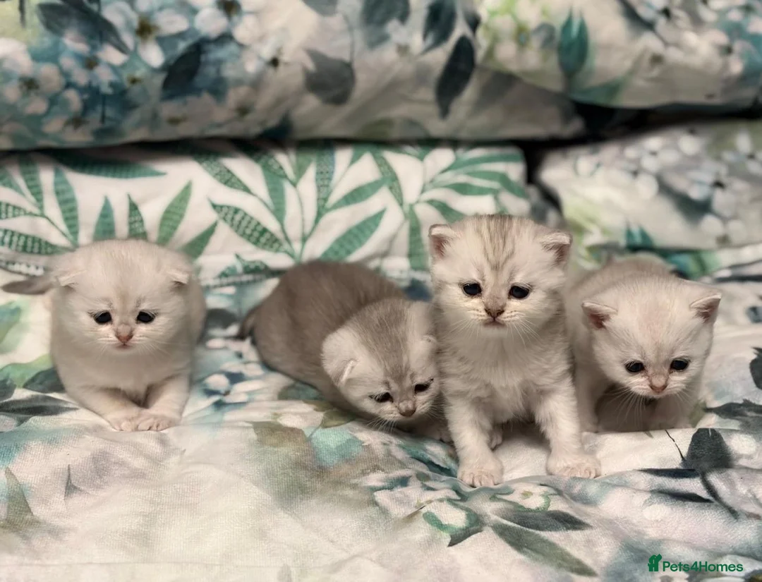 Scottish Fold cats for sale: Adorable Scottish Fold & Straight Kittens - Advert 1