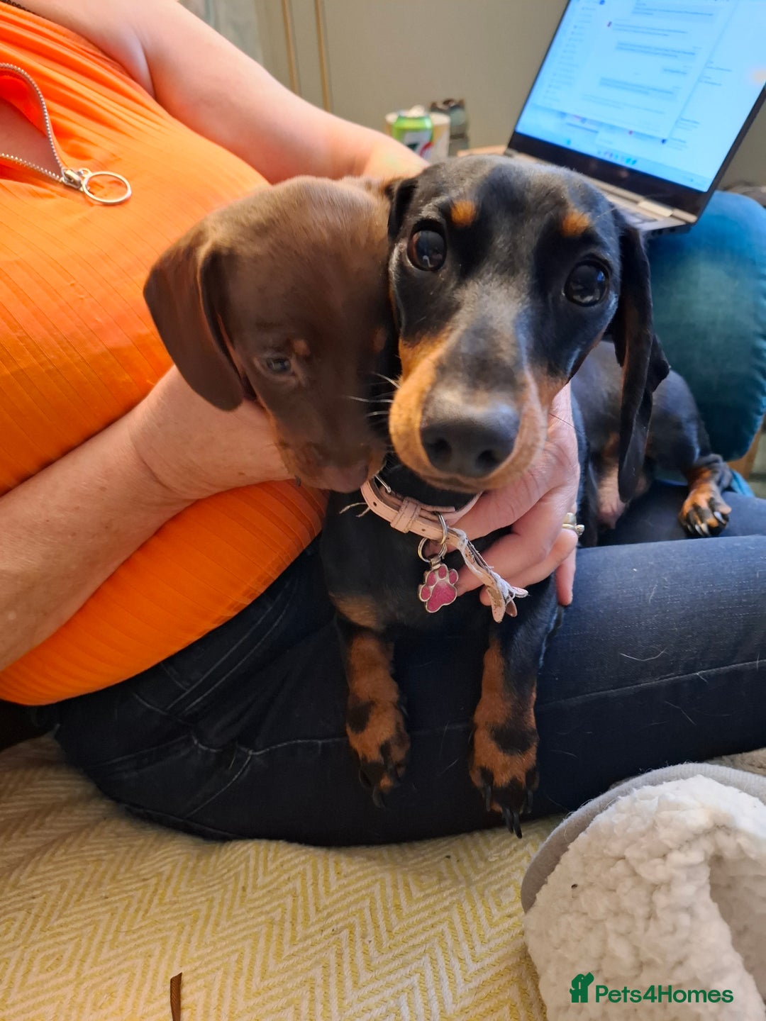 Miniature Dachshund dogs for sale: 3 Little Magical Miniature Dachshunds for Sale - Image 6