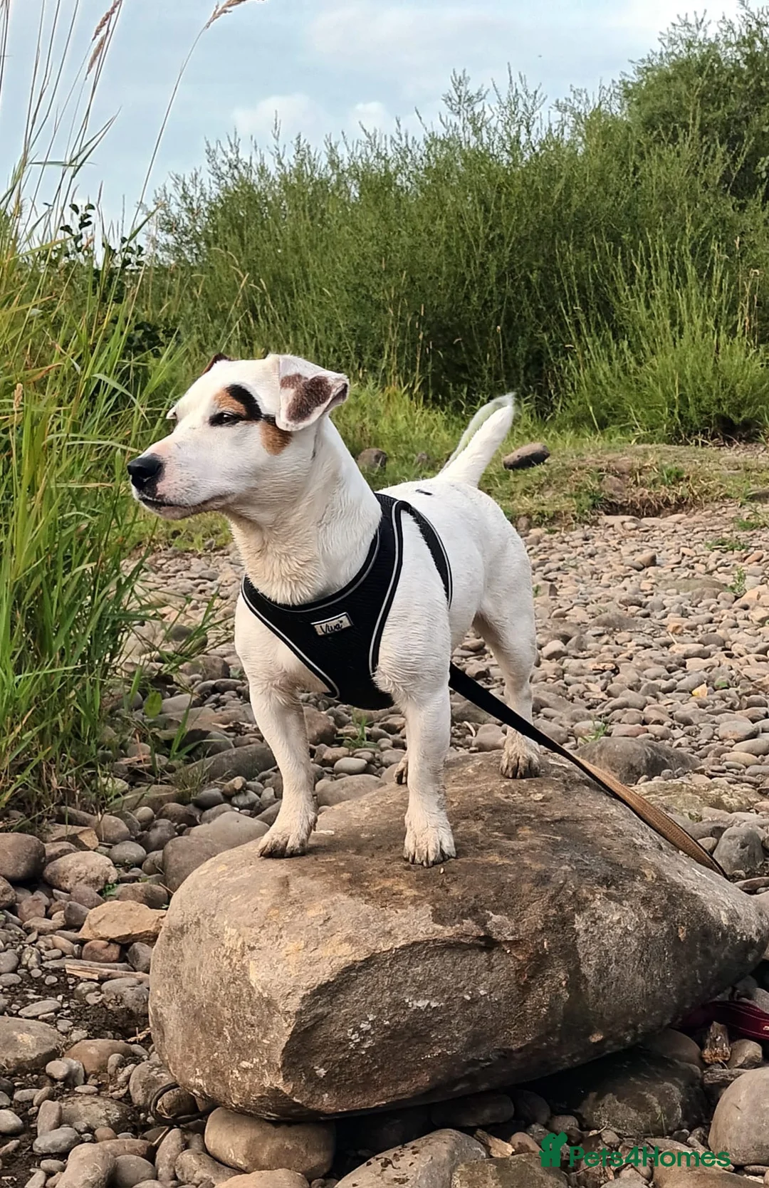 Jack Russell dogs for stud: Absolute stunning male tri Jack Russell for STUD🐶 - Advert 1