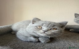 British Shorthair cats for sale: Pedigree BSH Last Female kitten ready to go!! - Image 14