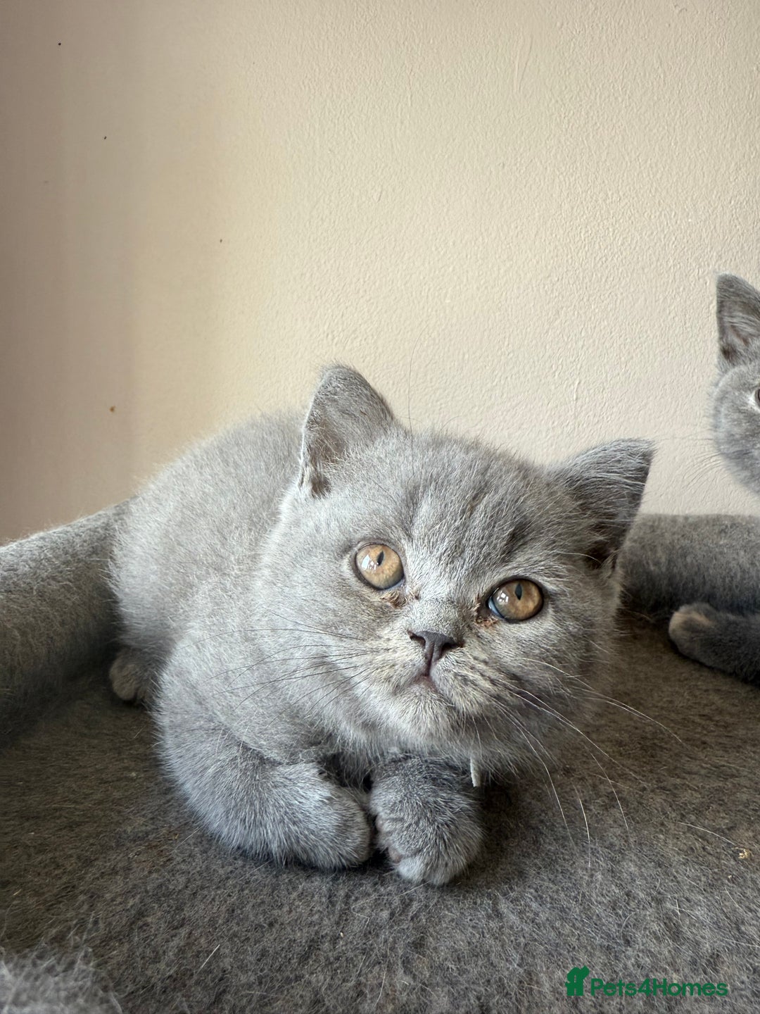British Shorthair cats for sale: Pedigree BSH Last Female kitten ready to go!! - Image 14