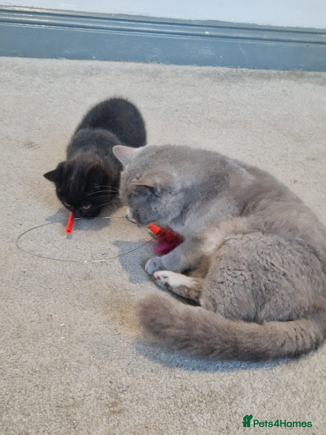 British Shorthair cats for sale: British Shorthair Kittens - Advert 8