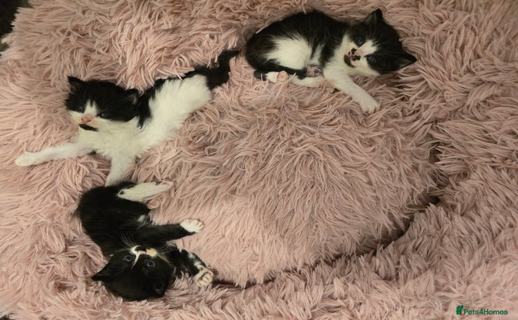 Mixed Breed cats - Advert 2