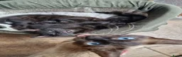 Siamese cats for sale: Beautiful Black Siamese Cross Kittens Ready Now - Advert 11