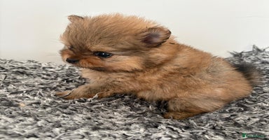 Pomeranian dogs - Advert 13