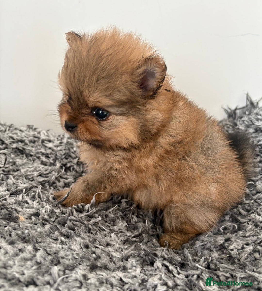 Pomeranian dogs for sale: Beautiful KC teeny quality Pomeranian puppies. - Image 3