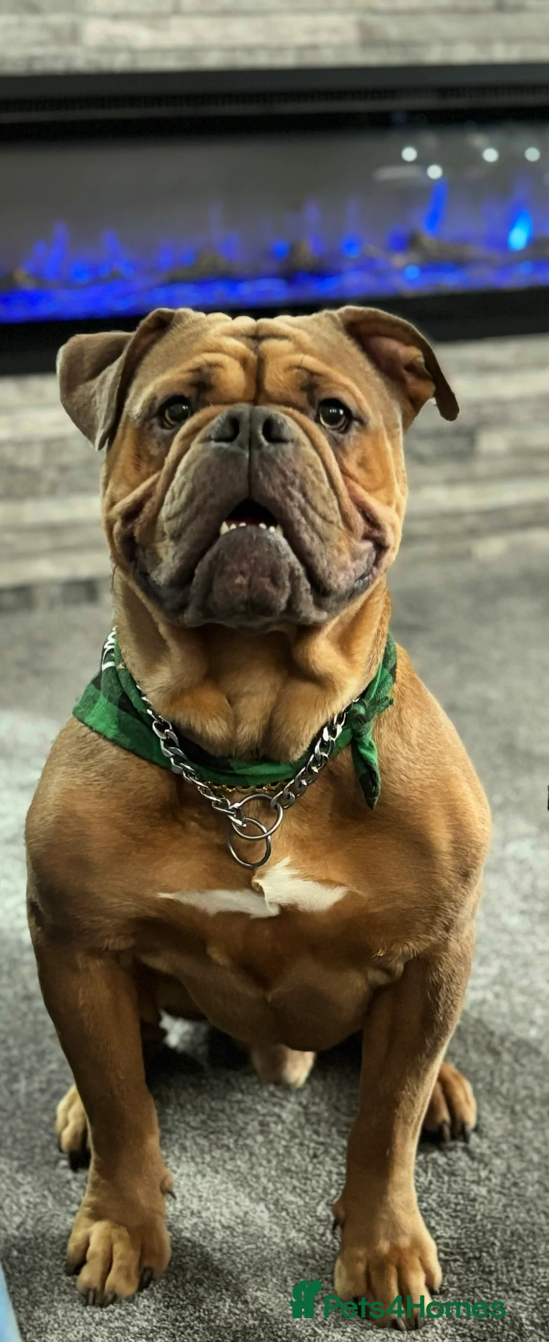 Olde English Bulldogge dogs for stud: Old English bulldog stud available  - Advert 2