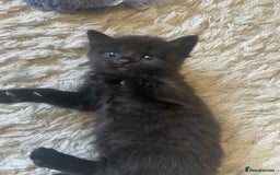 Domestic Shorthair cats for sale: 4 beautiful kittens  - Image 11