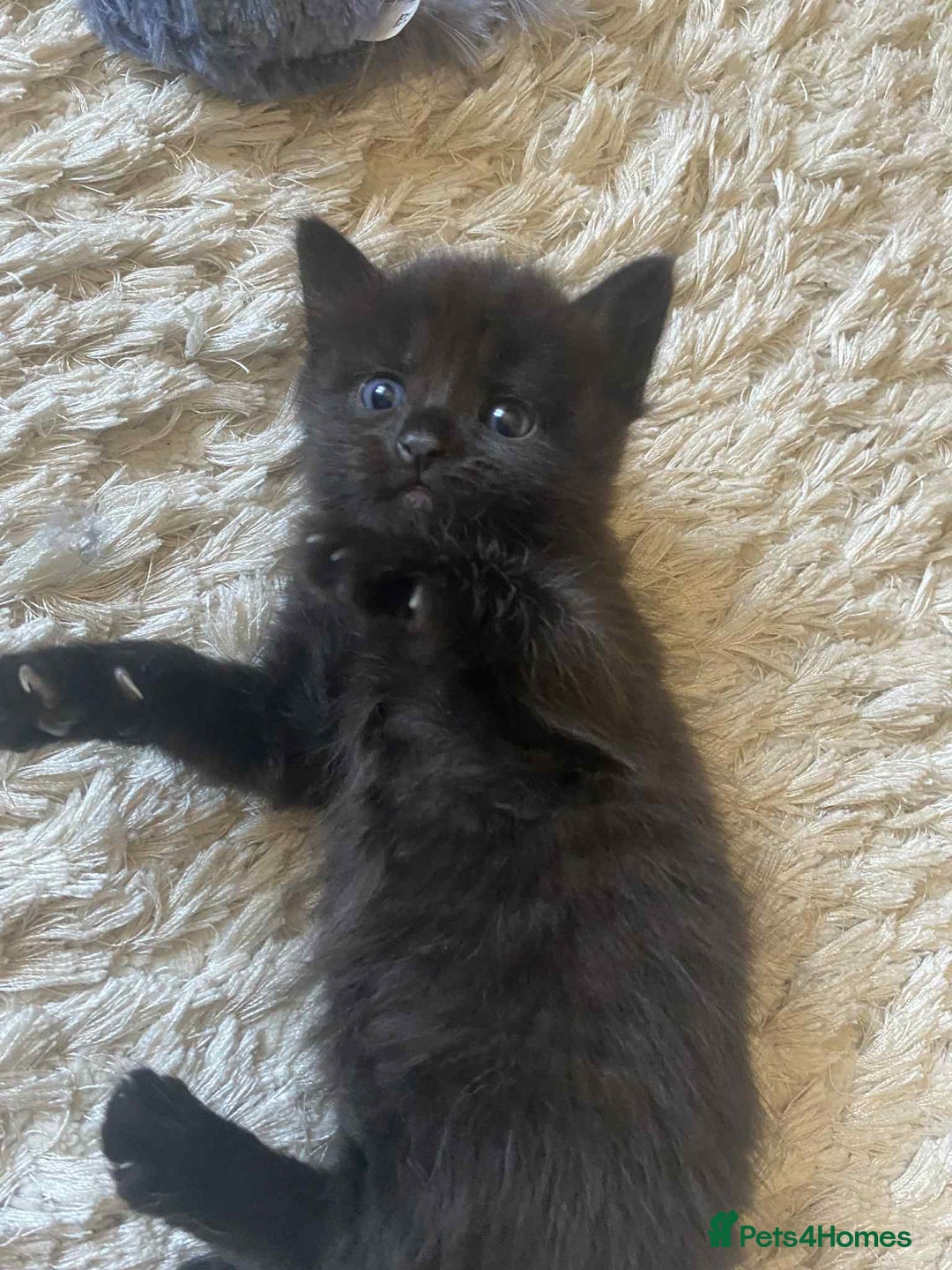 Domestic Shorthair cats for sale: 4 beautiful kittens  - Image 11