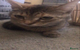 Mixed Breed cats for sale: Beautiful kittens - Image 14