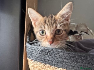 Bengal cats - Advert 6