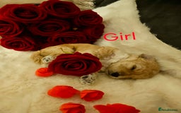 Cockapoo dogs for sale: Beautiful Cockapoo Puppy's  - Image 4