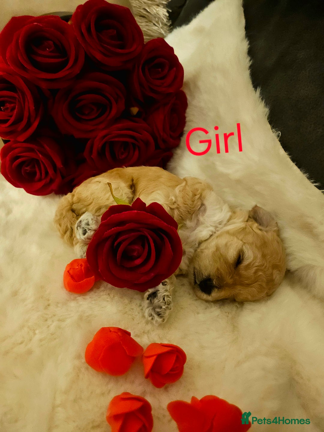 Cockapoo dogs for sale: Beautiful Cockapoo Puppy's  - Image 4