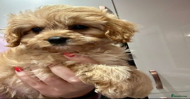 Cavapoo dogs - Advert 5
