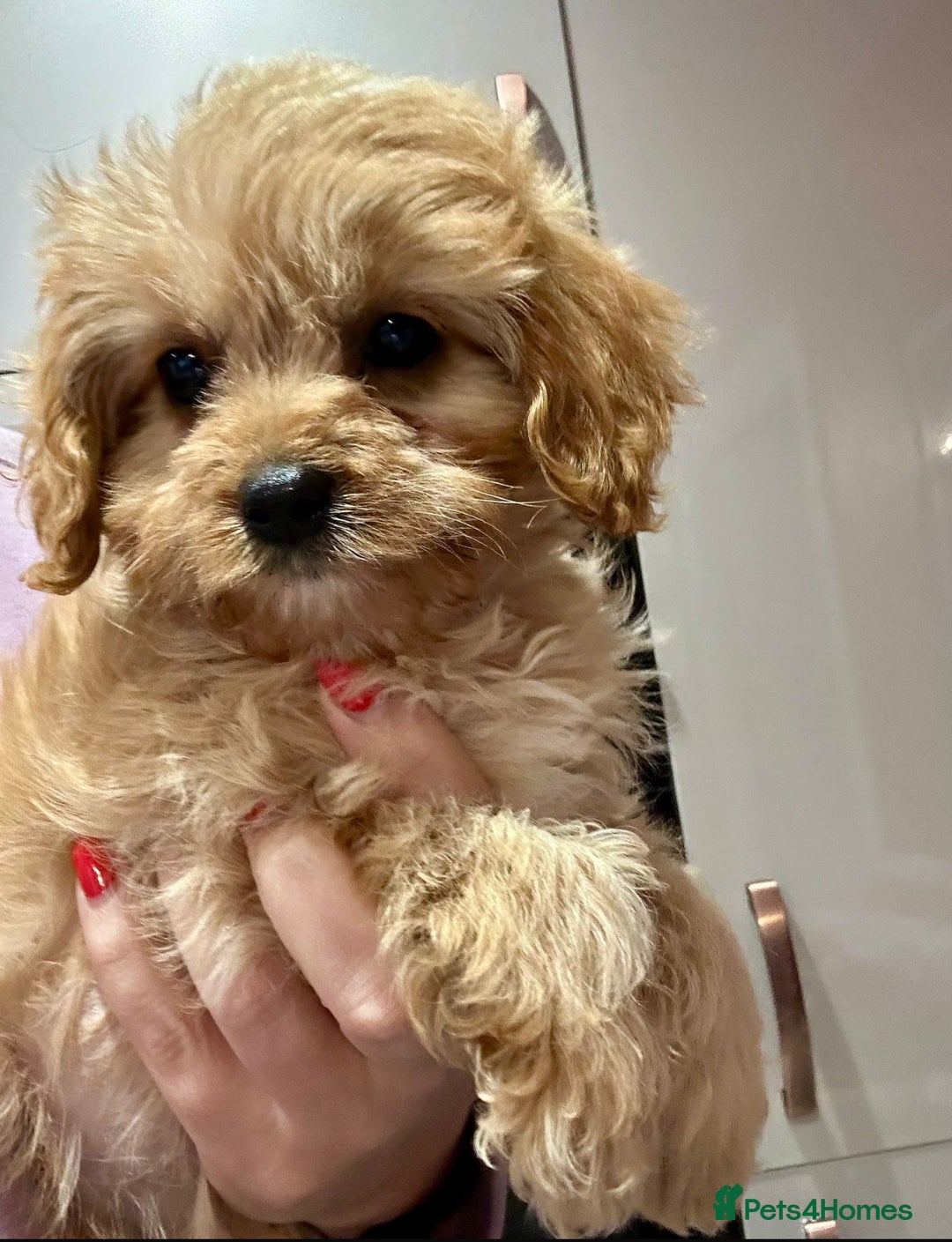 Cavapoo dogs for sale: Real Life Teddy Bears, Cavapoo babies  - Image 5