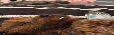 Melo