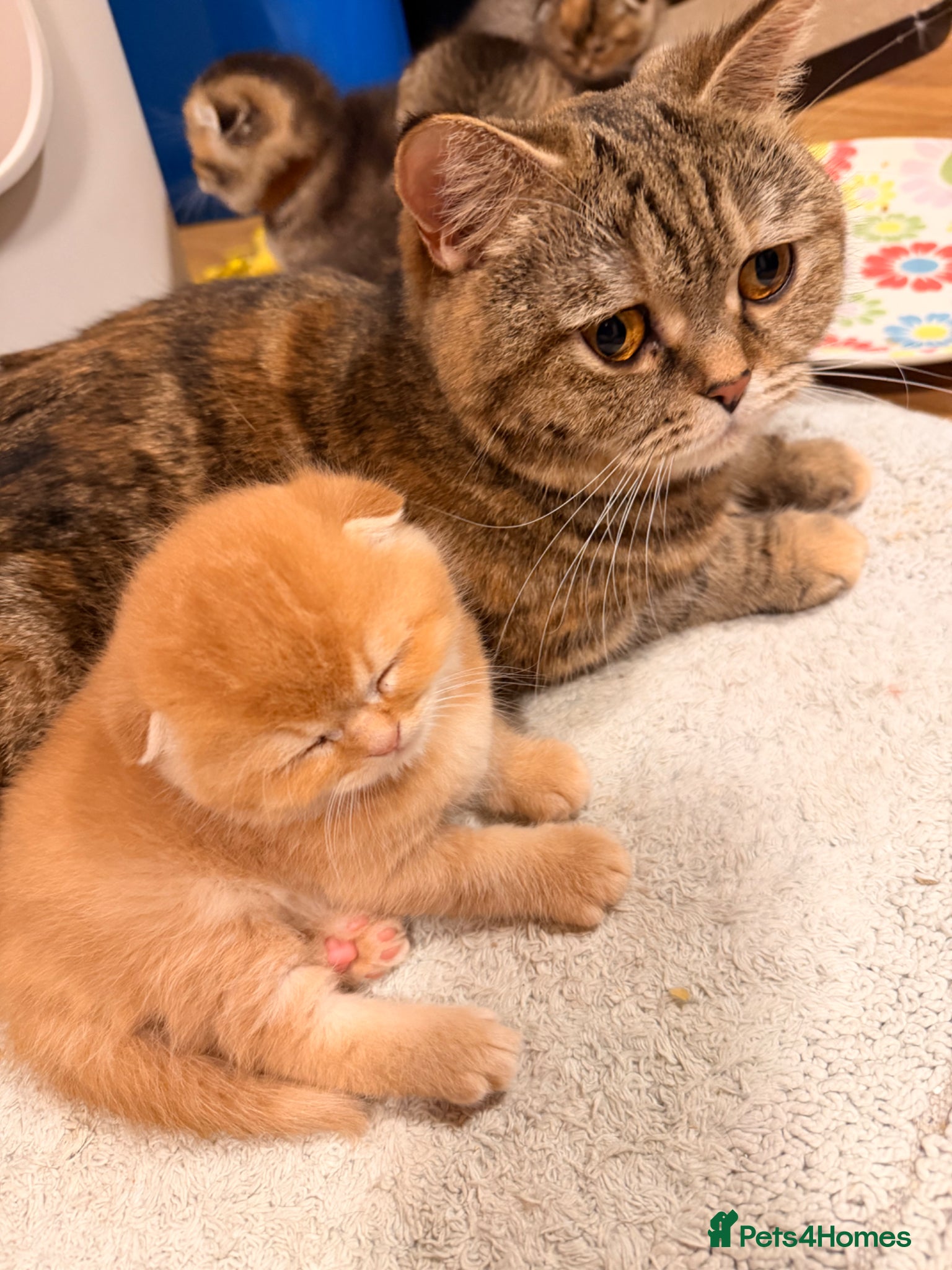 Scottish Fold cats Beautiful pedigree Scottish fold kittens - Advert 3