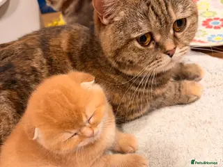 Scottish Fold cats Beautiful pedigree Scottish fold kittens - Advert 1