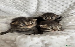 Mixed Breed cats for sale: Beautiful Persian Chinchilla cross kittens  - Image 10
