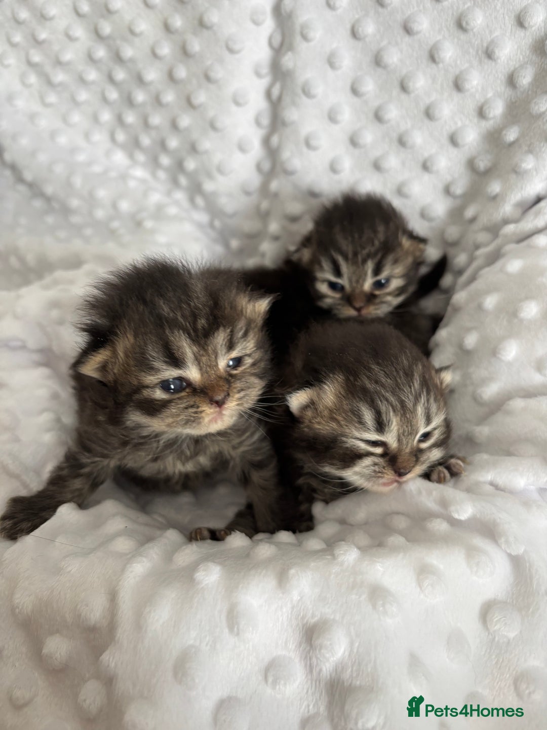 Mixed Breed cats for sale: Beautiful Persian Chinchilla cross kittens  - Image 10
