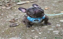 French Bulldog dogs for sale: Male French bulldog  - Image 4