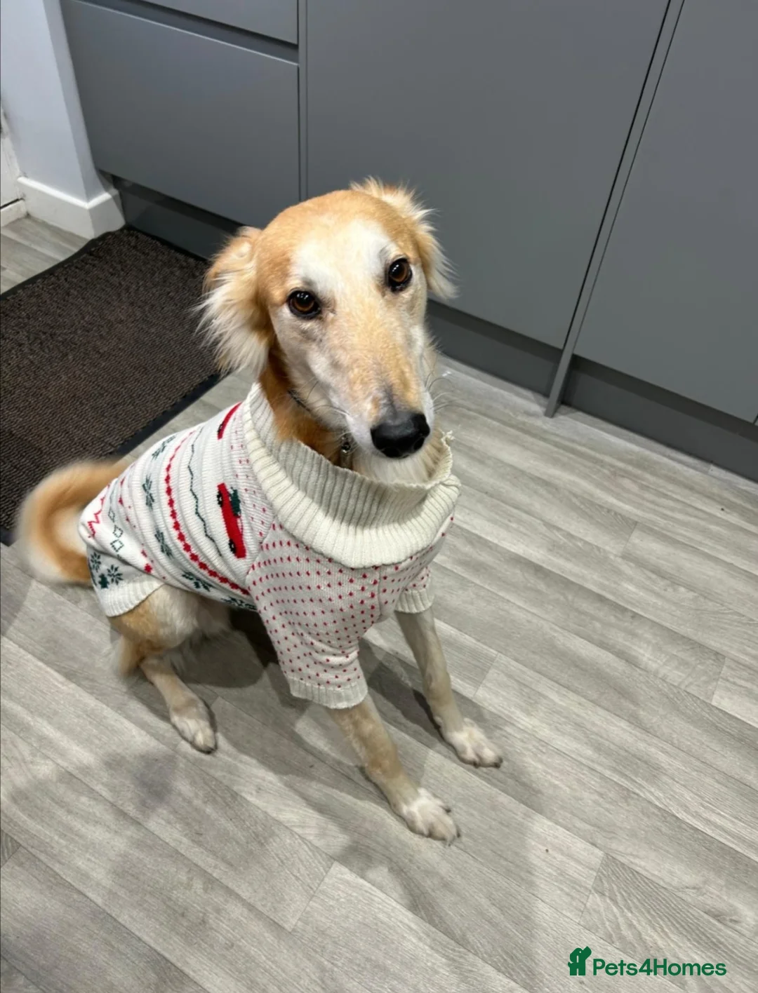 Mixed Breed dogs for sale: Saluki x Greyhound mix Duke ready for adoption - Advert 2