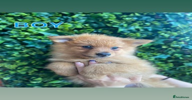 Pomeranian dogs - Advert 7