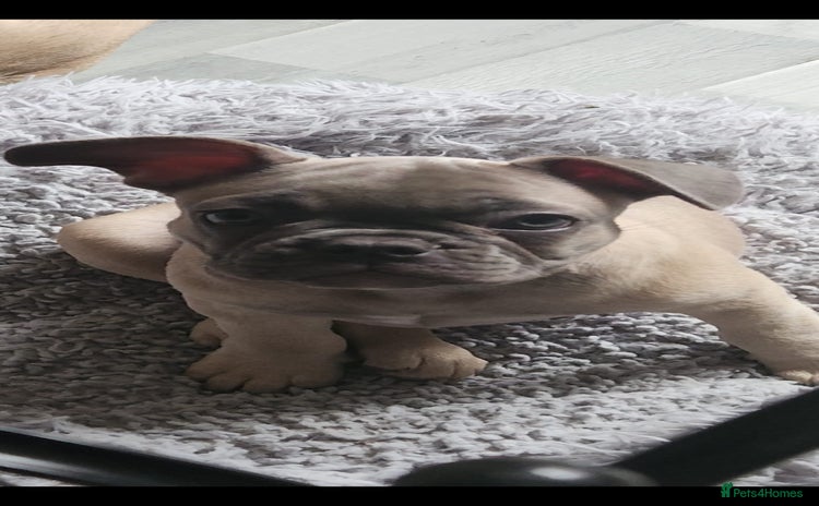 French Bulldog dogs - Advert 11