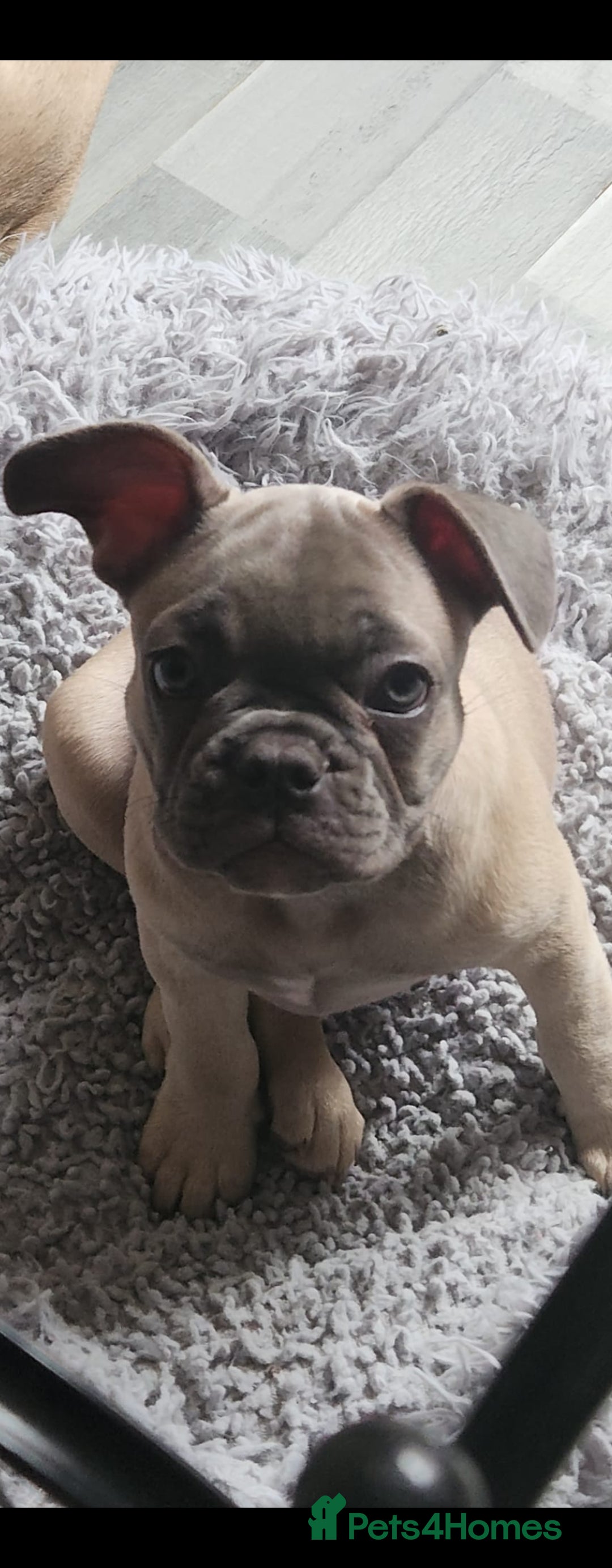 French Bulldog dogs for sale: 1 beautiful boy left £500 - Image 3