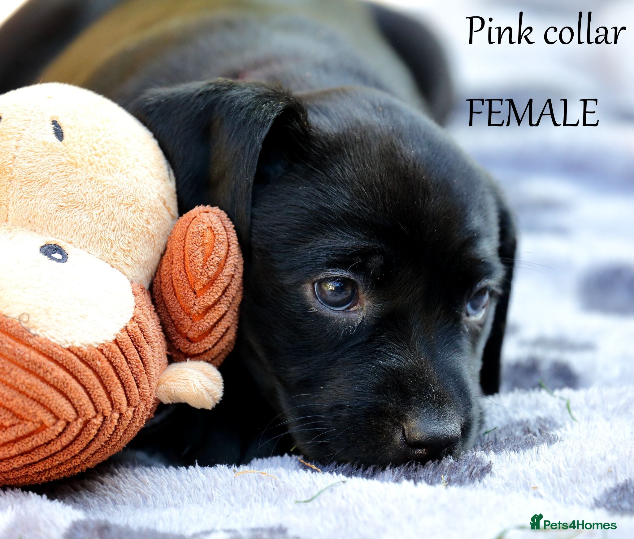 Labrador Retriever dogs fox red & black labrador pups, ready on saturday. - Advert 2