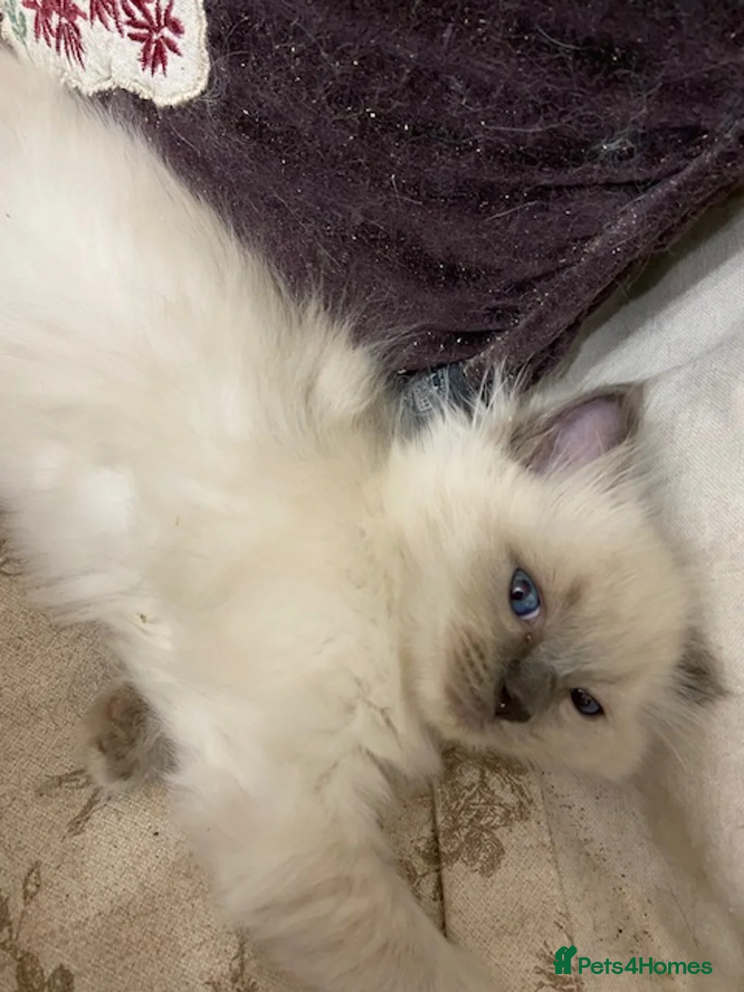 Ragdoll cats for stud: GCCF Reg. Blue point mitted Ragdoll Stud - JEEVES - Advert 12