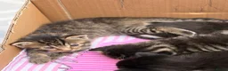 Mixed Breed cats for sale: Kittens for new homes asap in Slough - Advert 6