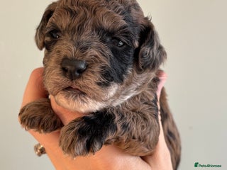 Miniature Poodle dogs Beautiful health tested miniature poodles - Advert 8