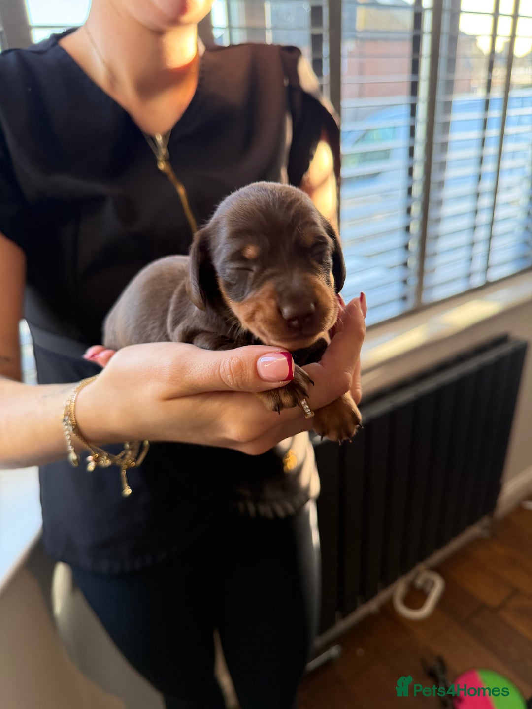 Miniature Dachshund dogs for sale: KC reg Miniature Dachshunds available 24thDecember - Advert 16