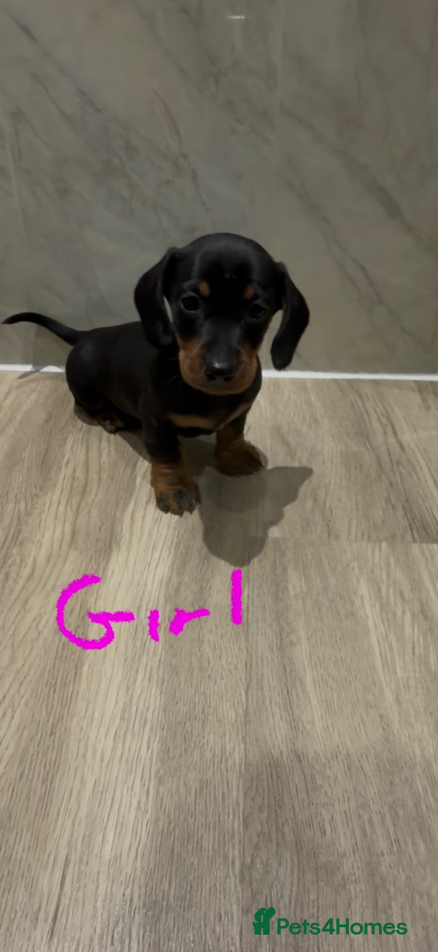 Dachshund dogs Dachshund puppies ready to go now! - Advert 1