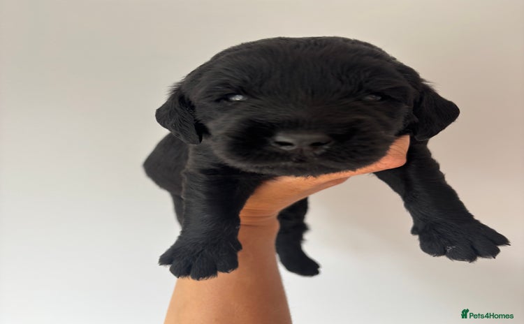 Labradoodle dogs - Advert 14