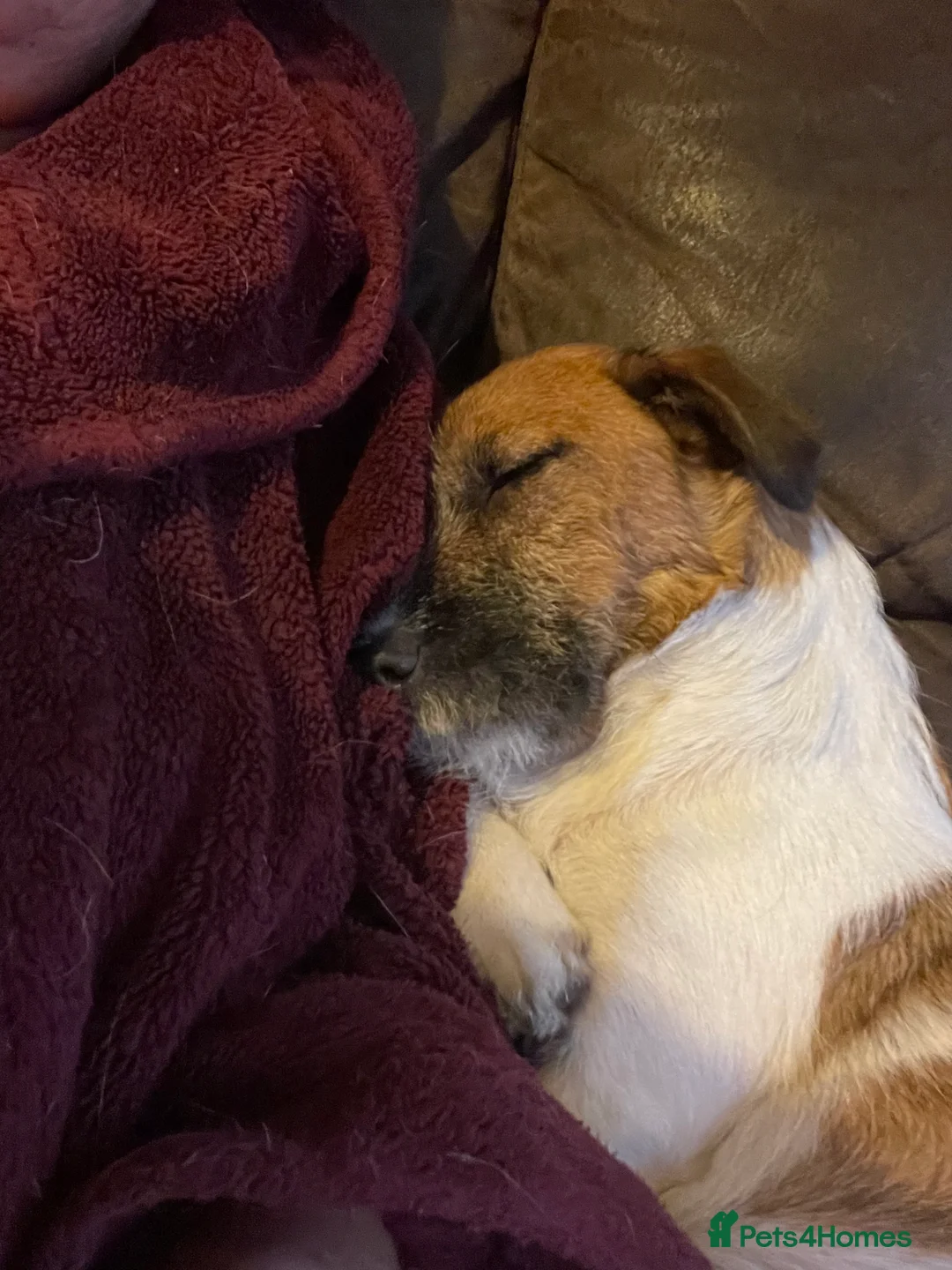 Jack Russell dogs for sale: Beautiful Jack Russell puppies  - Advert 2