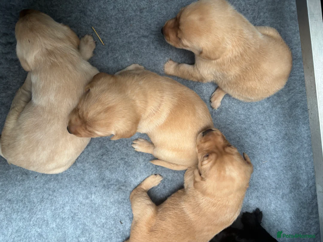 Labrador Retriever dogs for sale: Extensively health tested labrador puppies - Advert 4